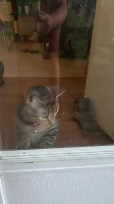 My cat wants to come outside.look at those cheekies.