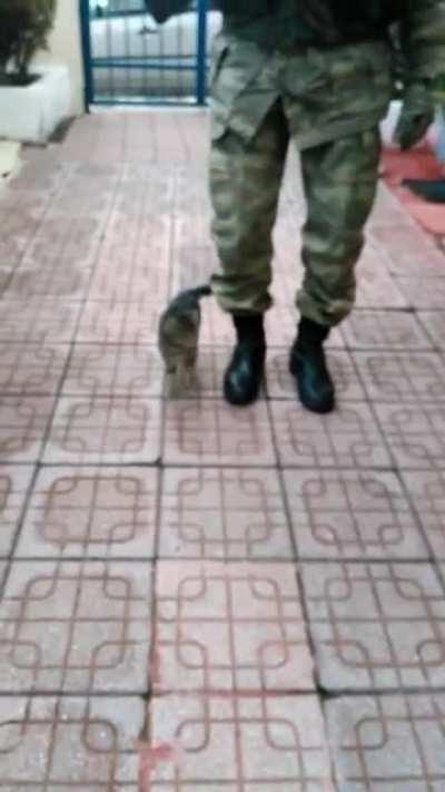 This kitten born and raised on a Turkish military base ‘marches’ with the soldiers!