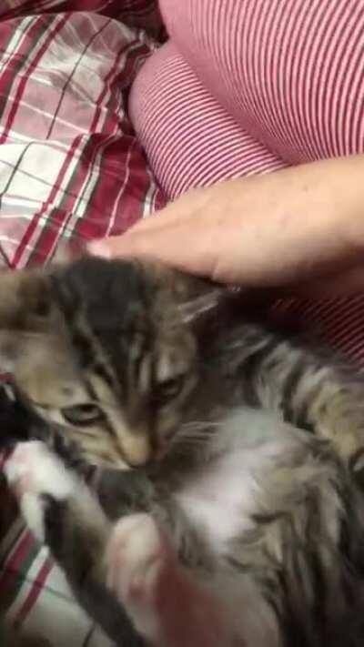 Happy kitteh goes prrrrrrrr