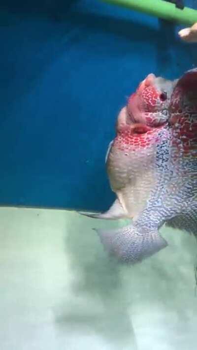 My water dog likes to be petted. Don't let it get to your fingers though!