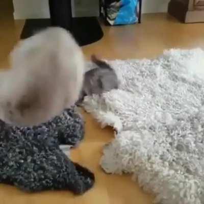 Kitty was a martial artist in his past life