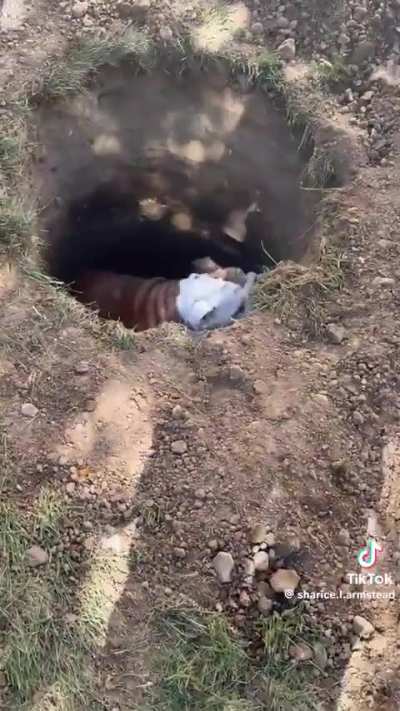 Sherman should be an inside dog