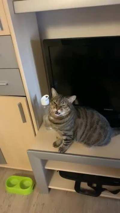 My cat doesn’t like being told “no” when he asks for food