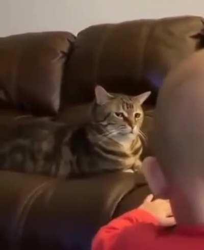 What are you doing human?