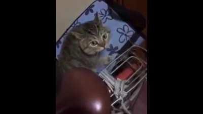 Hanekawa's cat be like: