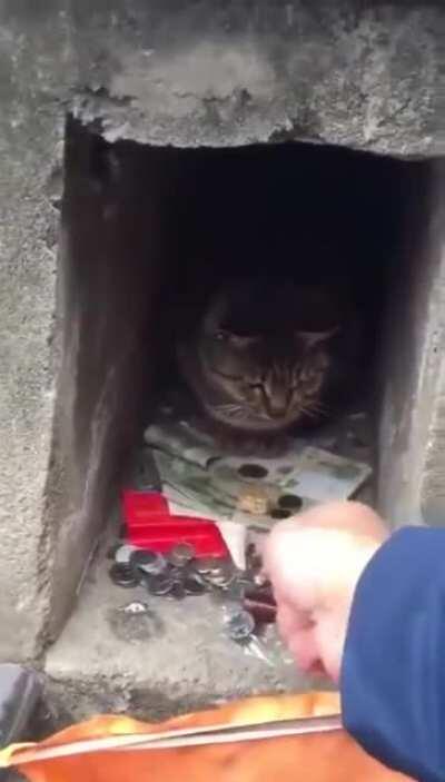 Money cat(companion): +200% theft resistance. Passively generates 