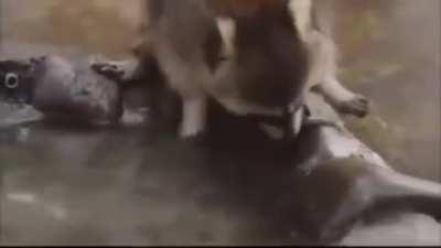 Raccoon loses his cotton candy