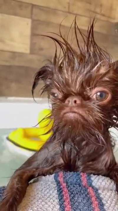 Crosspost from /r/eyebleach