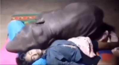 Baby elephant trying to sleep with it's keeper. 