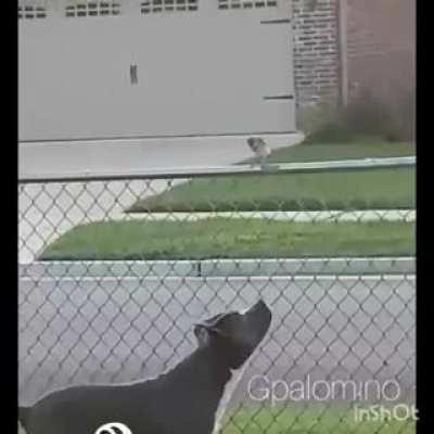 This sub is supposed to be about animals figuratively dying inside… not literally