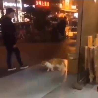 This Cat is Literally MoonWalking! It Is So Talented!