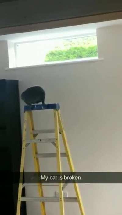 Ladder business