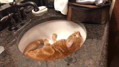 Pet this Orange Girl ALREADY!