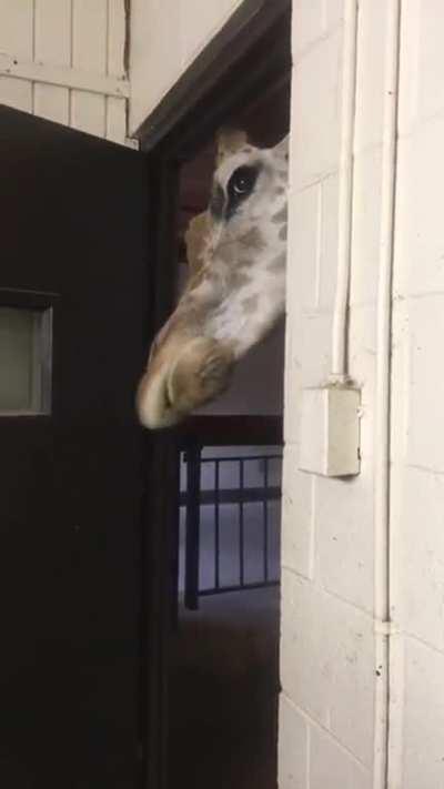 Can't cook dinner without him begging for scraps