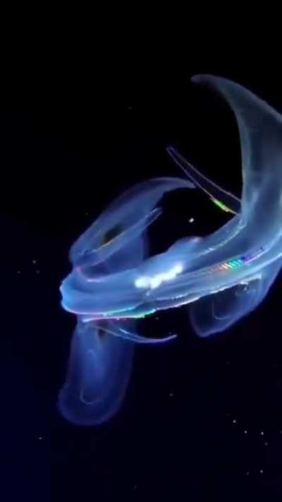 Comb jellies look like creatures from another plane