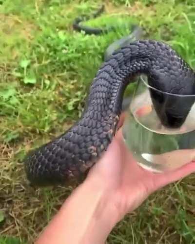 Giving water to a thirsty cobra