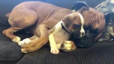 New puppy doesn't let old dog get much sleep