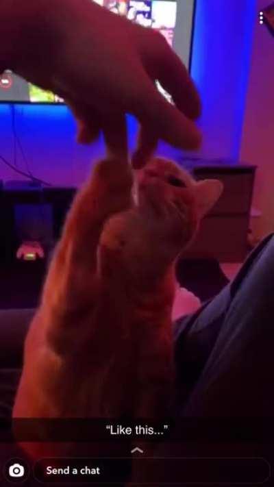 My friend sent me a video of his helpful cat.