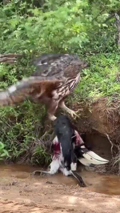 A changeable hawk-eagle kills a Malabar pied hornbill