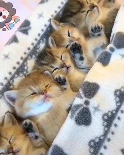 Dreaming Little Cuties