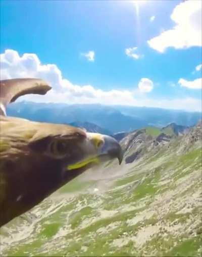 🔥Incredible view of an Eagle