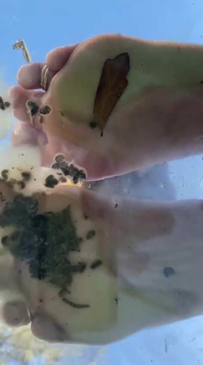 Not sure if this was post worthy but damn the lighting in this video is just too good not to share ! But trapped Rollies from my garden some of them drowned in between shoots/cleanup 😪😳