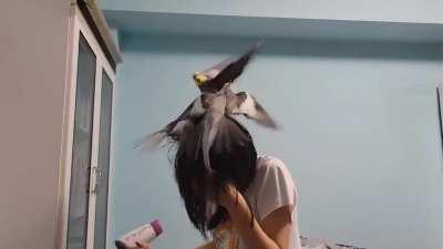 Blursed fight for the throne