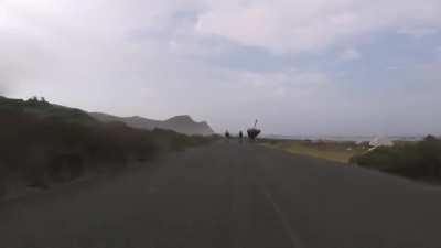 Cape Point ostrich not giving a single fuck.