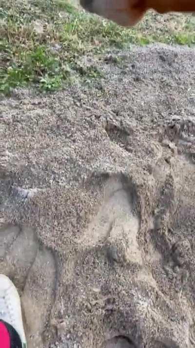 What a playful horse