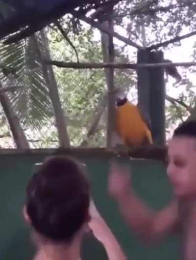 Parrot party animal 😄