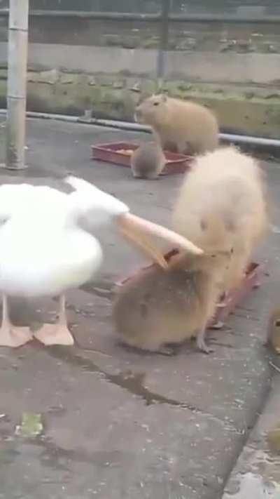 He would if he could