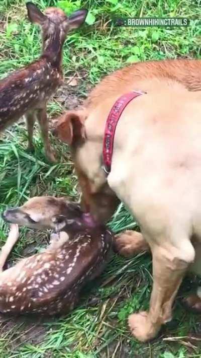 Best friends forever