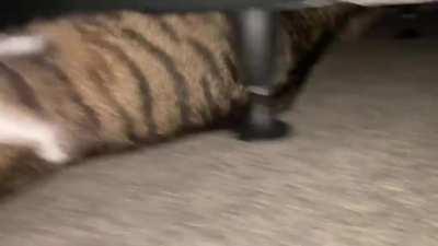 I’ve been trying to catch a good video of him doing this for ages ! This is the best I can get !