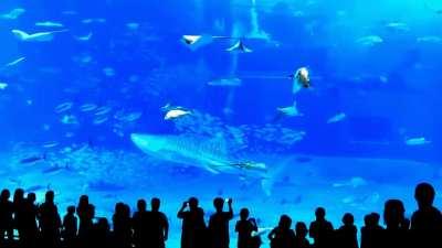 Camera flash causes tuna to crash into aquarium glass