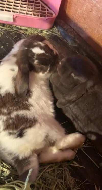 My girls cuddling and cleaning each other 🥰