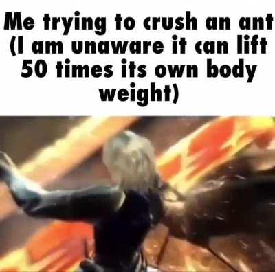 Australian Ants are Crazy af