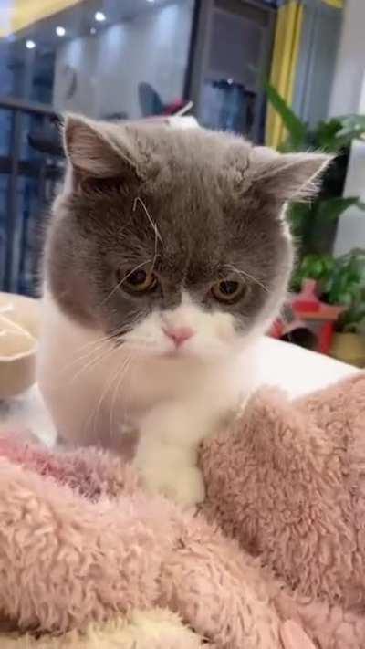 Anyone want a adorable cat like this?