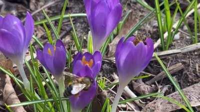 First pollen fest of the season. Long Island, ny
