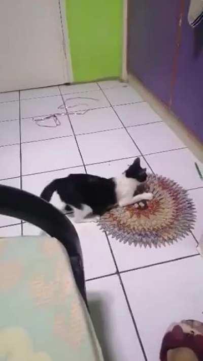 Our cat doing the wiggle and zoomies