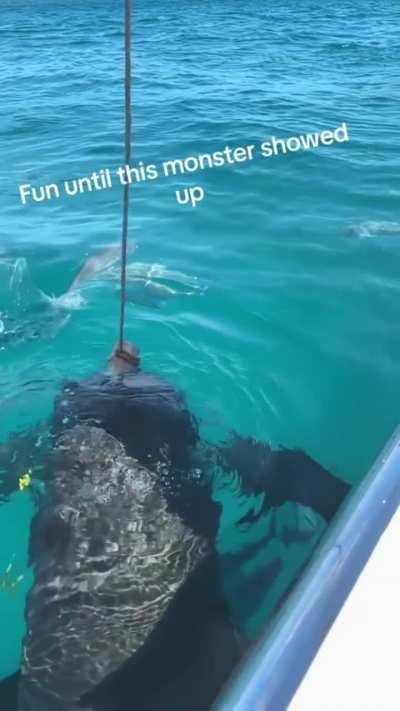 🔥 This enormous Goliath Grouper 