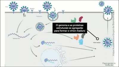 Criei uma série de vídeos sobre a biologia do vírus e seus principais alvos terapêuticos. Neste vídeo, eu explico o que é o vírus e como ele infecta uma célula. O link do vídeo original no YT tá na descrição, assim como os dois últimos.