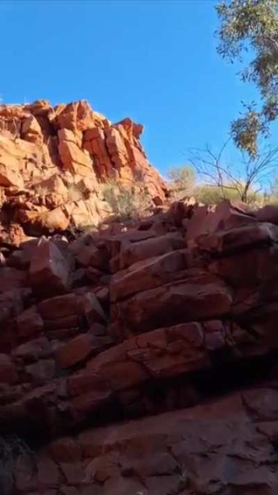 🔥 Release of an Endangered Black-flanked Rock Wallaby (Petrogale lateralis) at Newhaven Wildlife Sanctuary, central Australia /  Credit: @/bushbilby