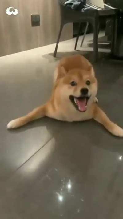 A recently discovered new species of sharks :o