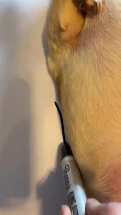 He understood the assignment