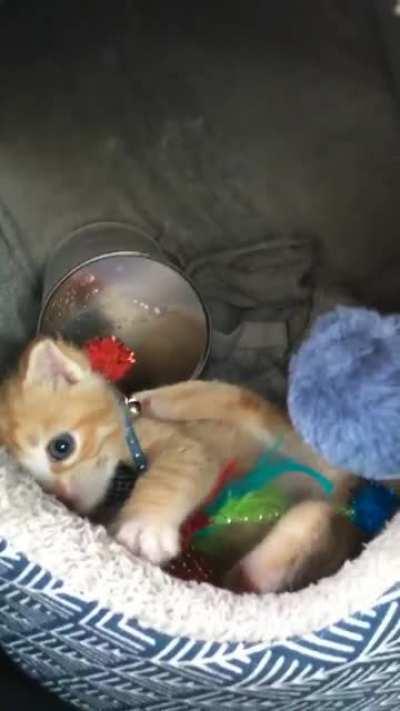 This is nugget we found him abandoned outside of a McDonald’s at two weeks old and we have been fostering him