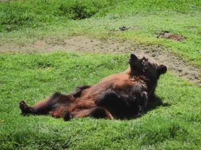 Bear Nala is relaxed as can be at our Bear Sanctuary Prishtina