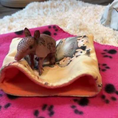 I can’t speak for you guys, but a baby armadillo is definitely eyebleach for me