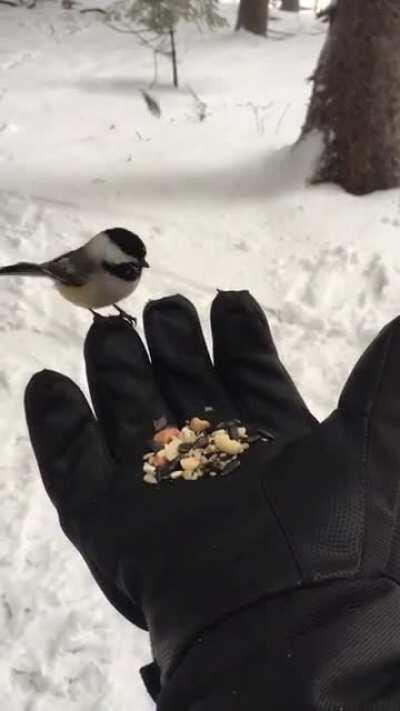 Birbs going nuts for peanuts