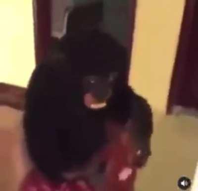 They got monkeys hittin blunts💀