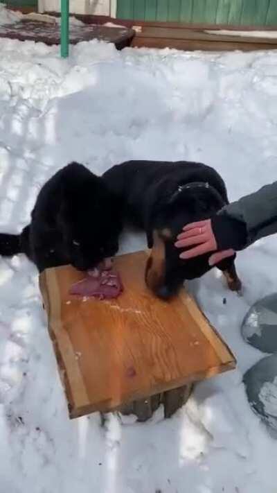 Black panther and rottweiler sharing food